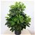 Pianta artificiale Ficus 60cm WellHome Diempi